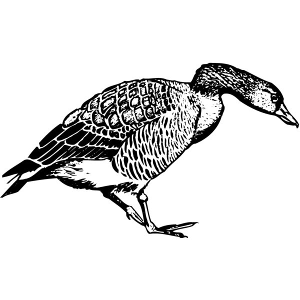 BIRD091 Thumbnail