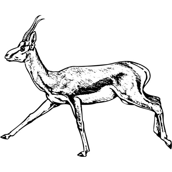GAZELL03 Thumbnail