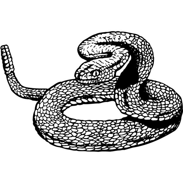 SNAKE012 Thumbnail